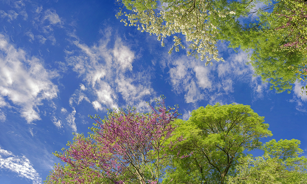 spring blossoms 05